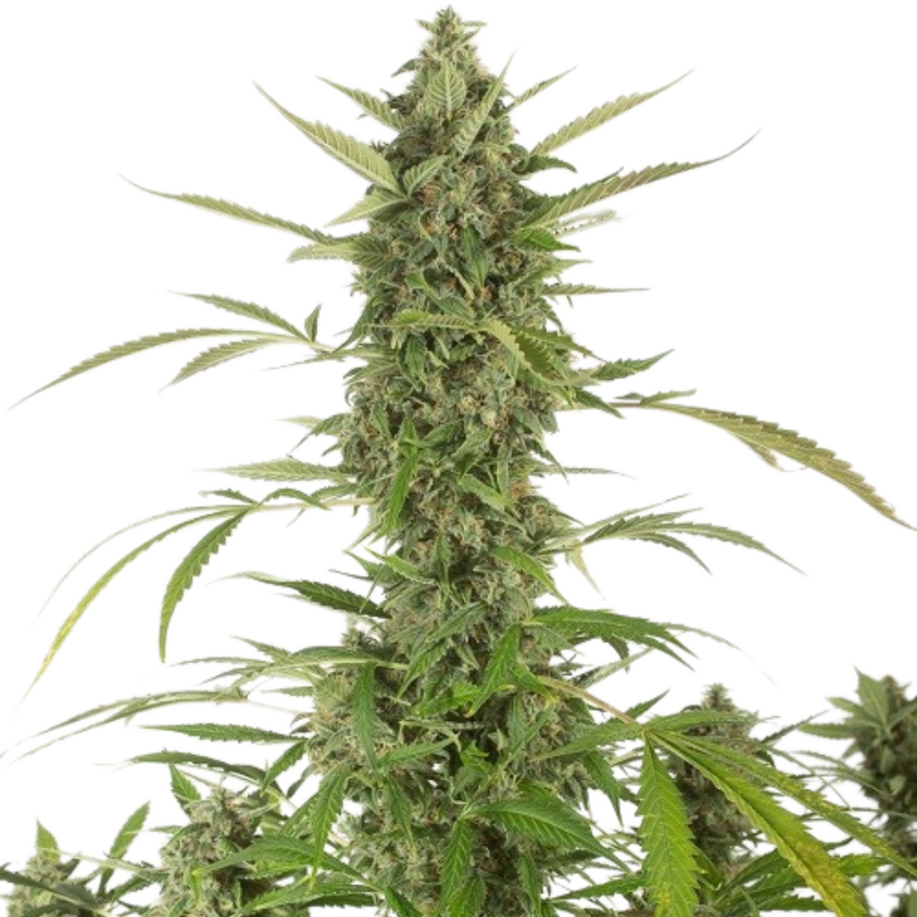 BubbaKushauto.png?v=1719936790