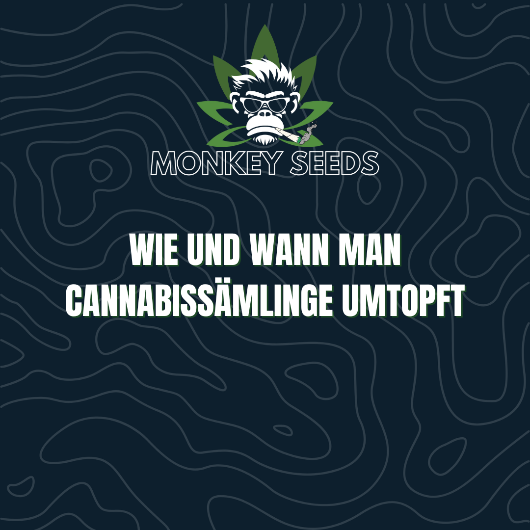 Wie und wann man Cannabissämlinge umtopft