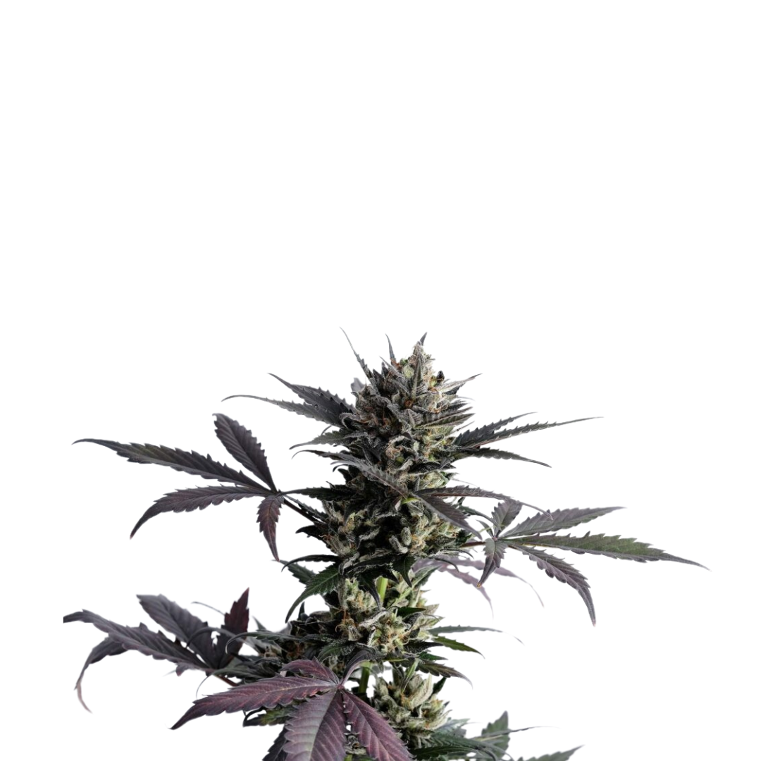 Old Family Purple - USA Originals - feminized