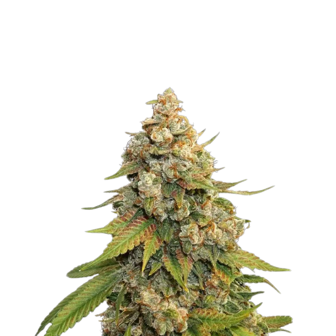 Platinum Cookies - USA Originals - feminizada LA IMAGEN YA EXISTE