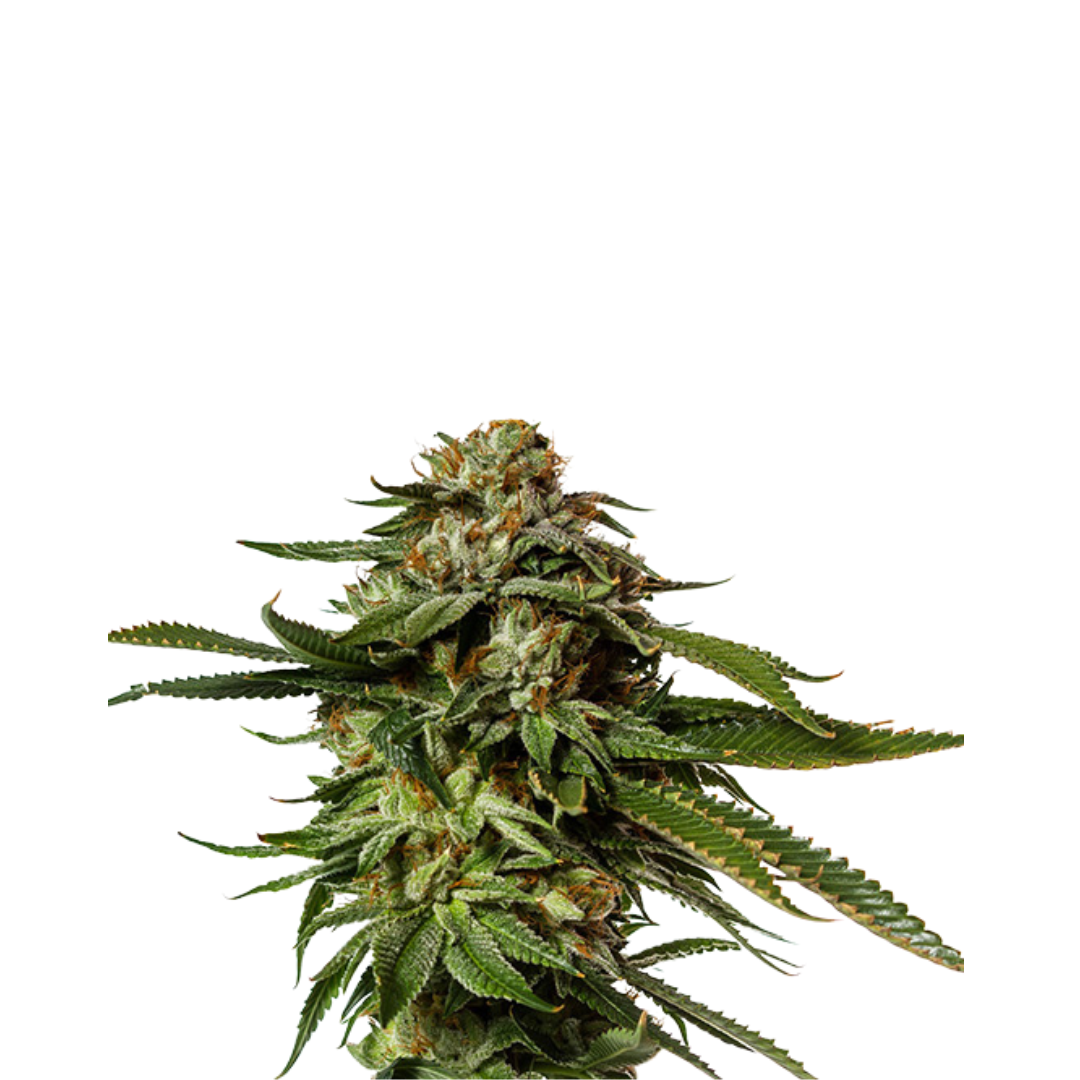 Strawberry Banana - USA Originals - feminized