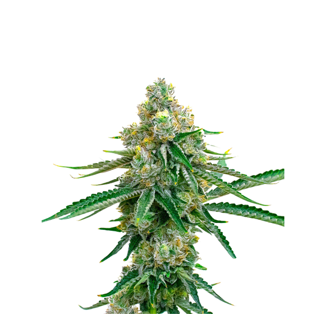 Wedding Cookies - feminized