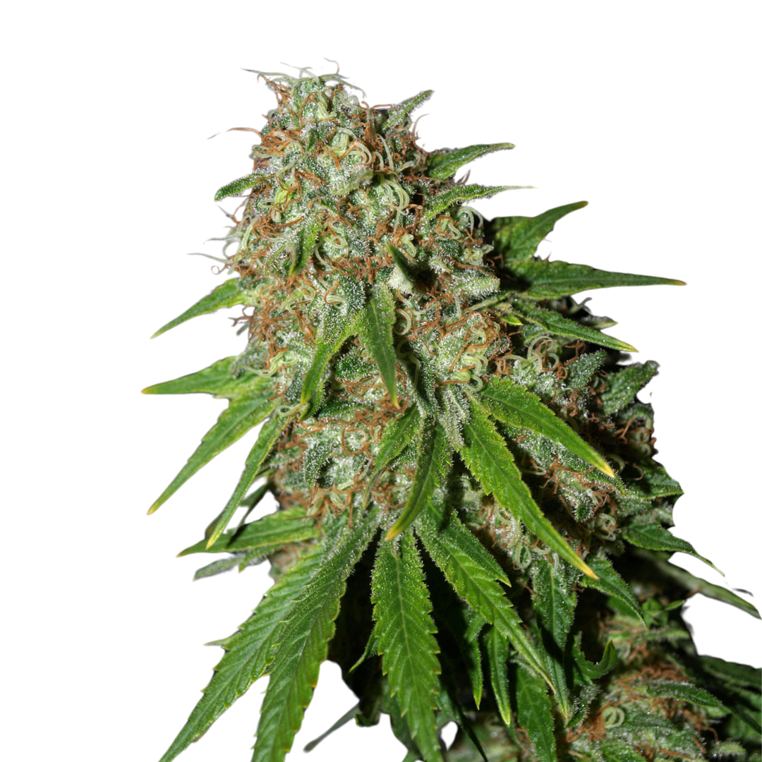 Apple Fritter - feminized