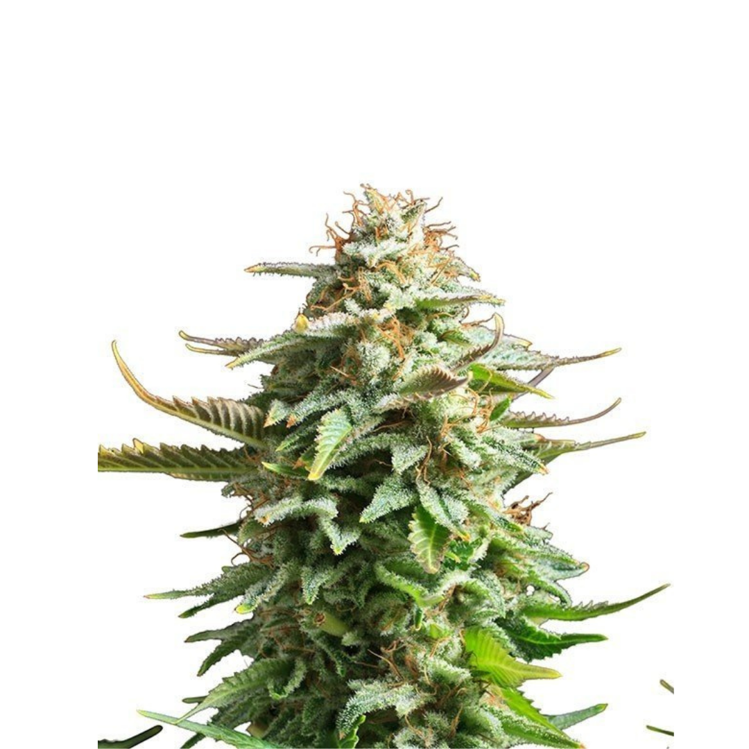 Amnesia x White Widow - feminized