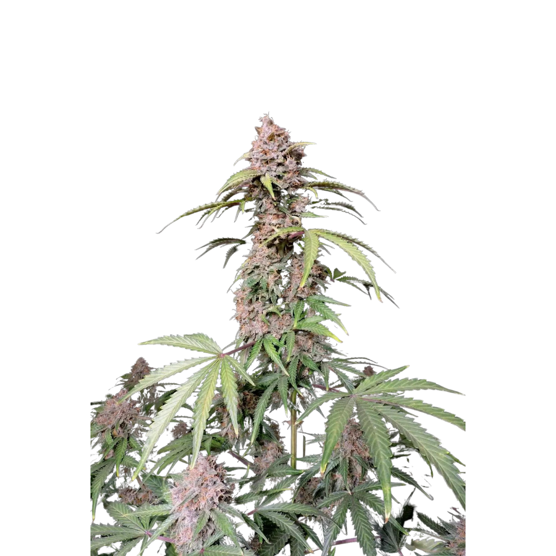 Apple Gelato - feminized