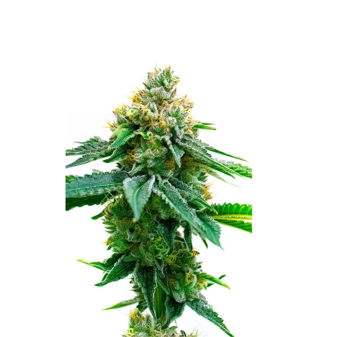 Apricot - Autoflowering