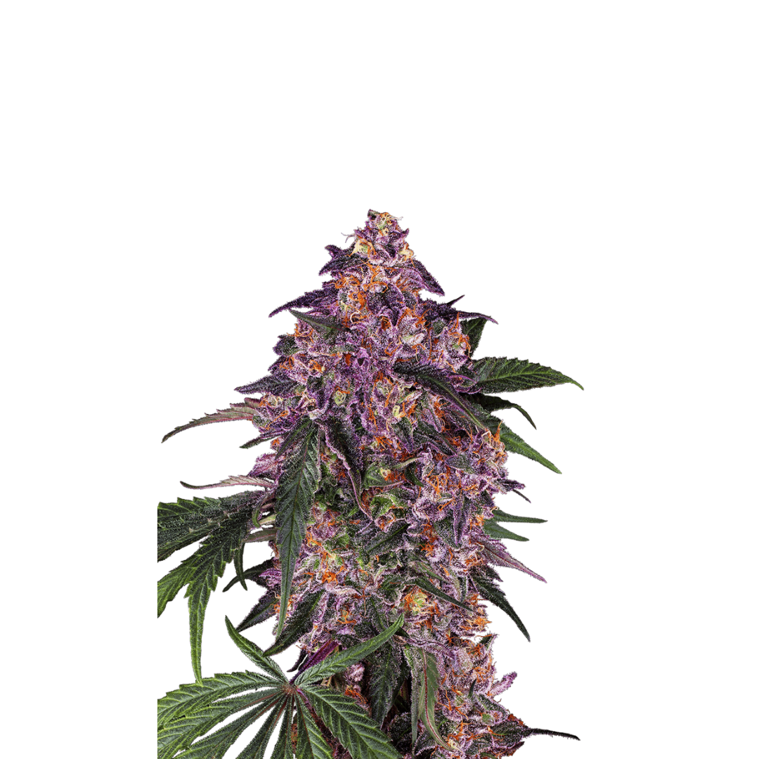 Gran' Daddy Purple - USA Originals - feminizada