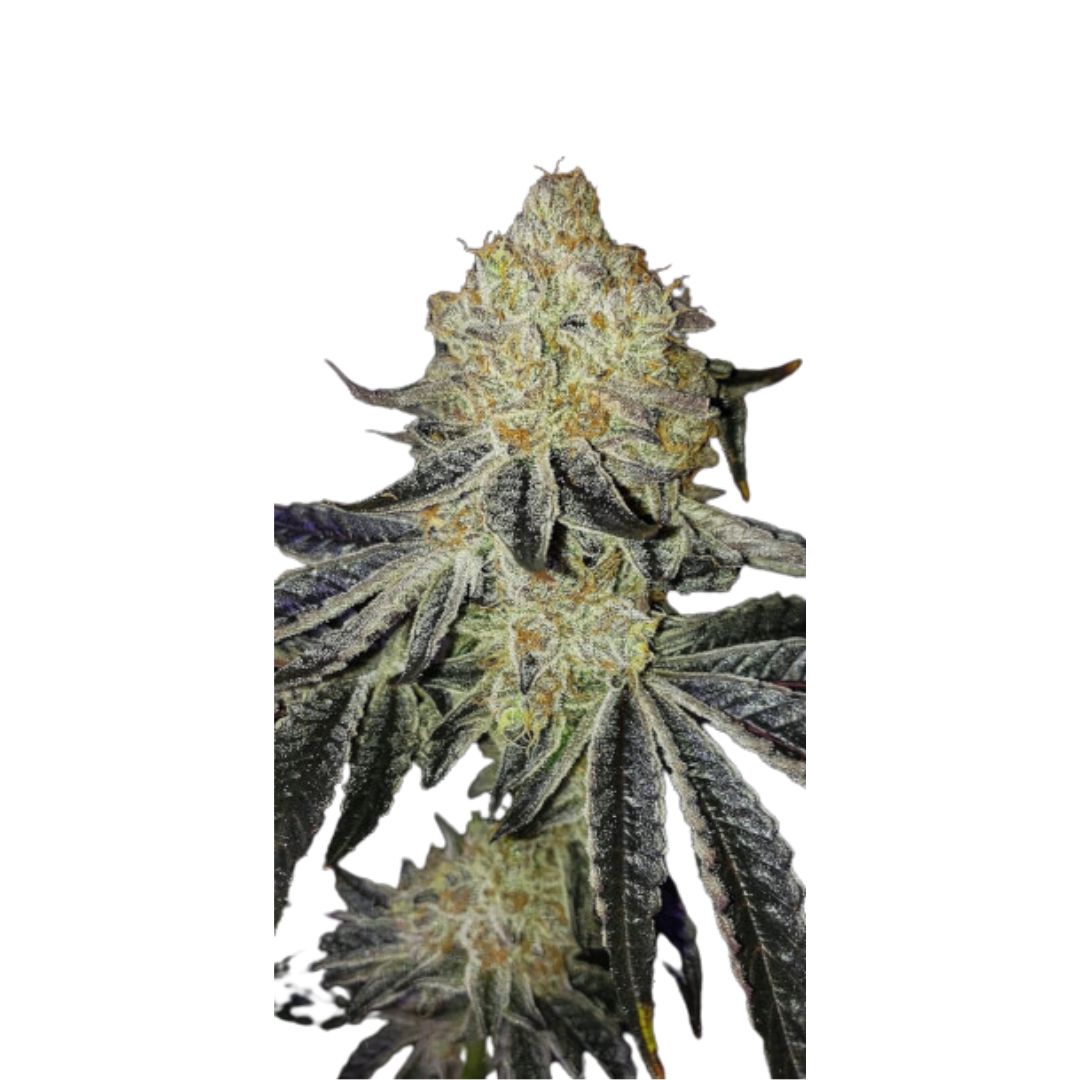 Biker's Kush - USA Originals - feminisiert