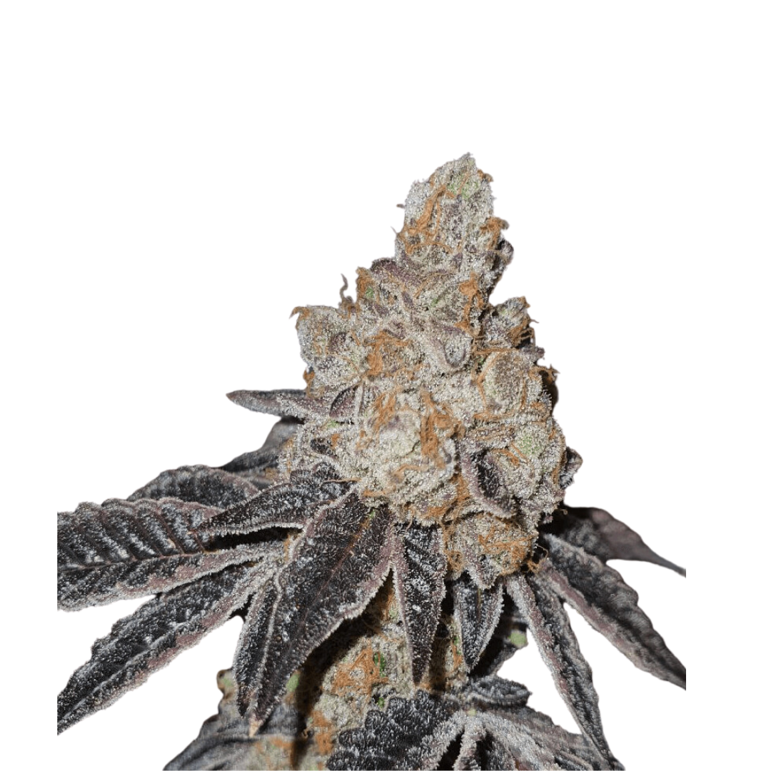 Black Cherry Punch - USA Originals - feminisiert