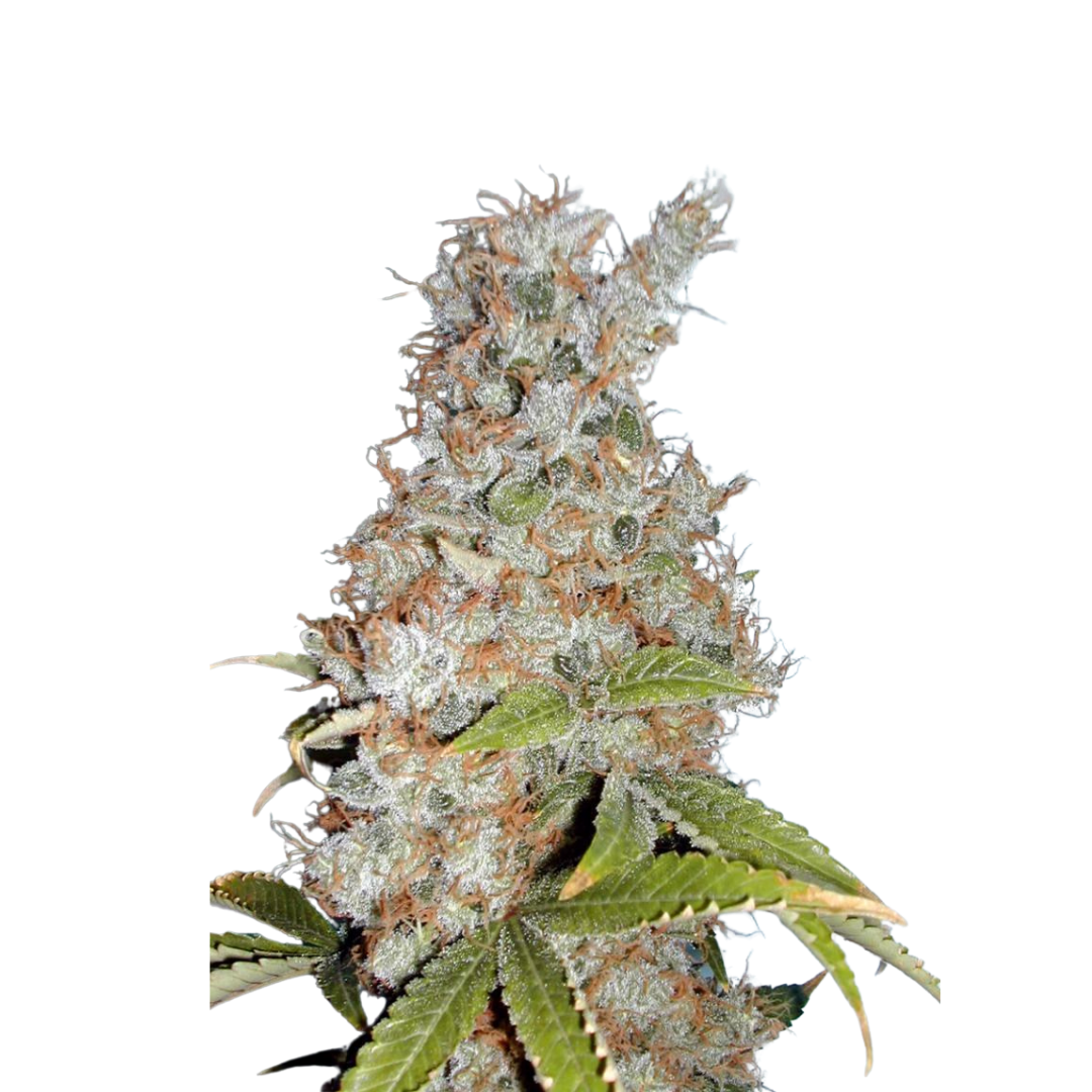 Blueberry - feminized