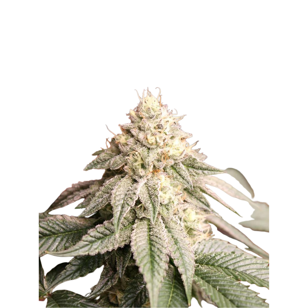 Bruce Banner - USA Originals - feminized