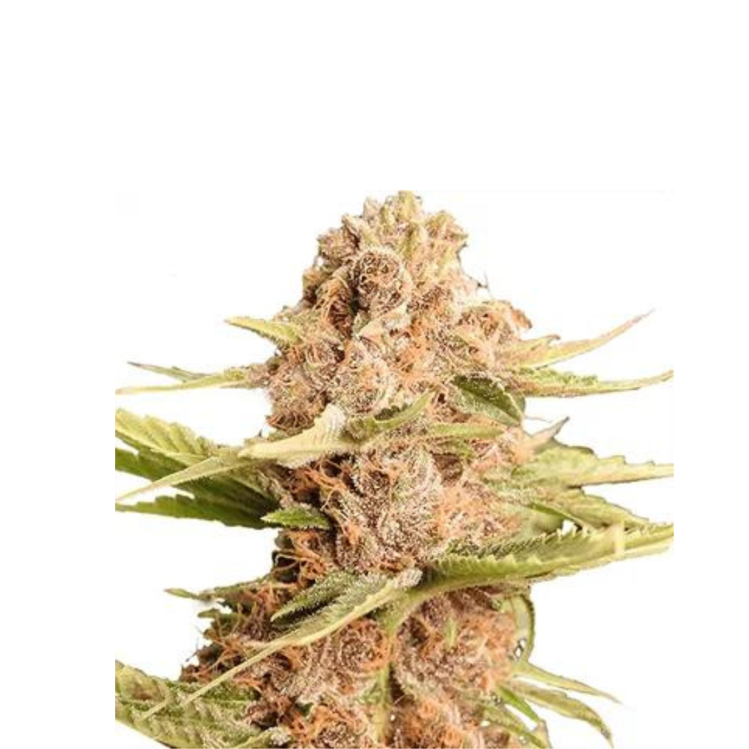 Bruce Banner - Fast F1 - feminizada