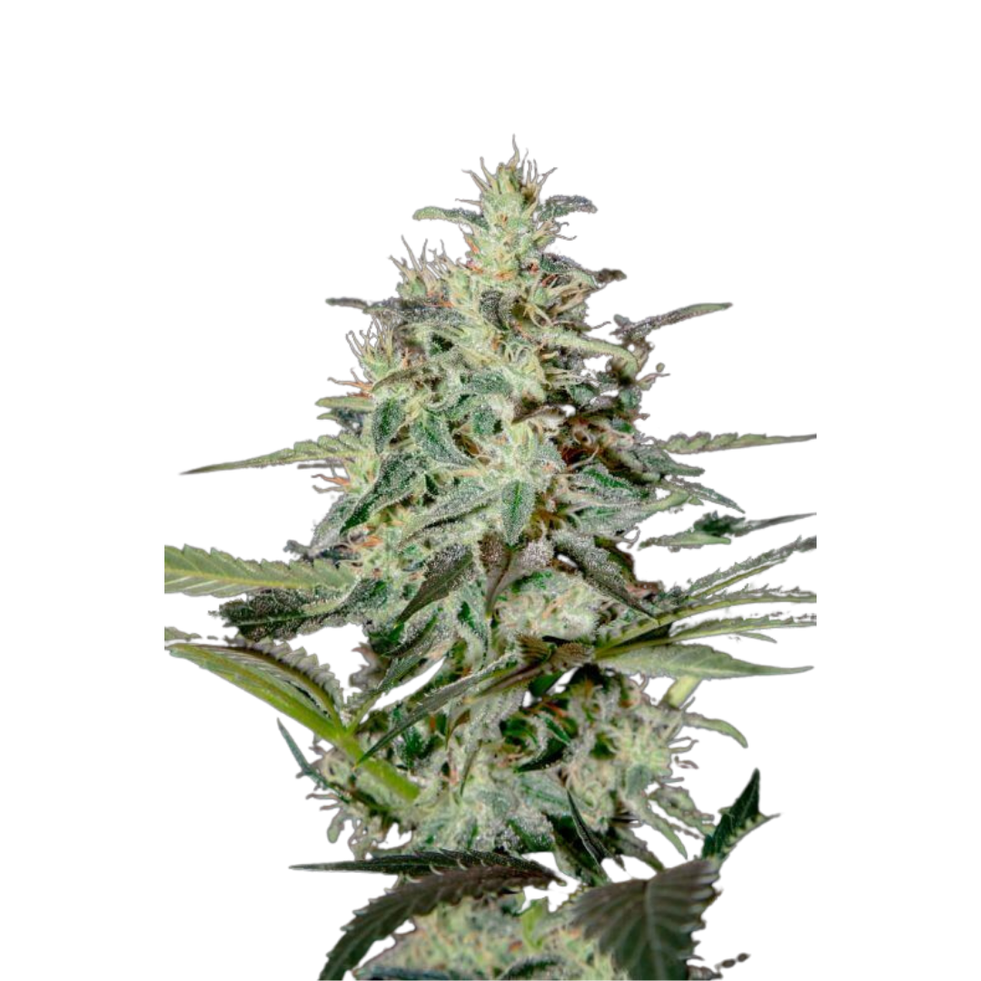 Bubba Lemon - feminized