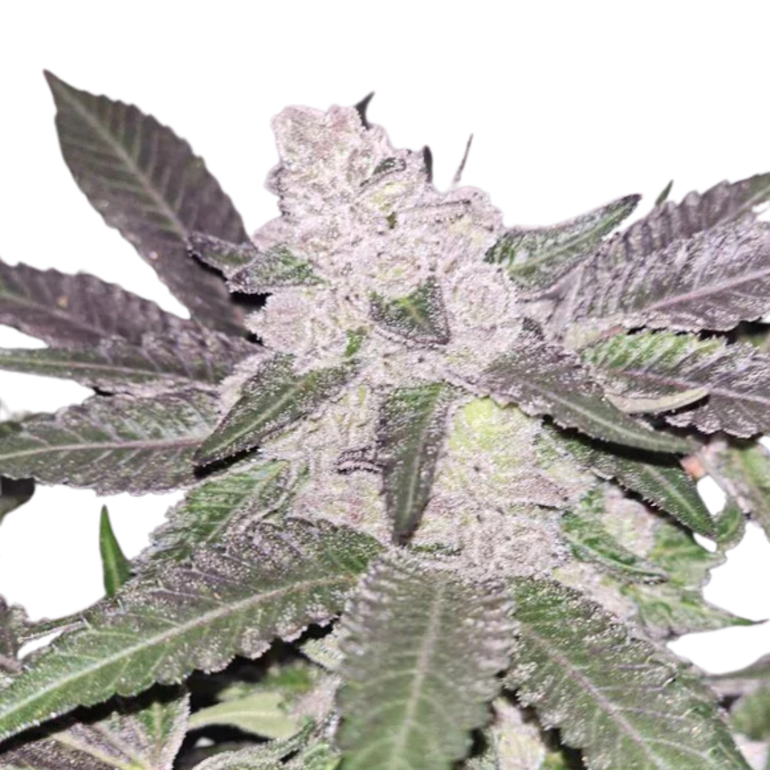 Apple Fritter - feminized