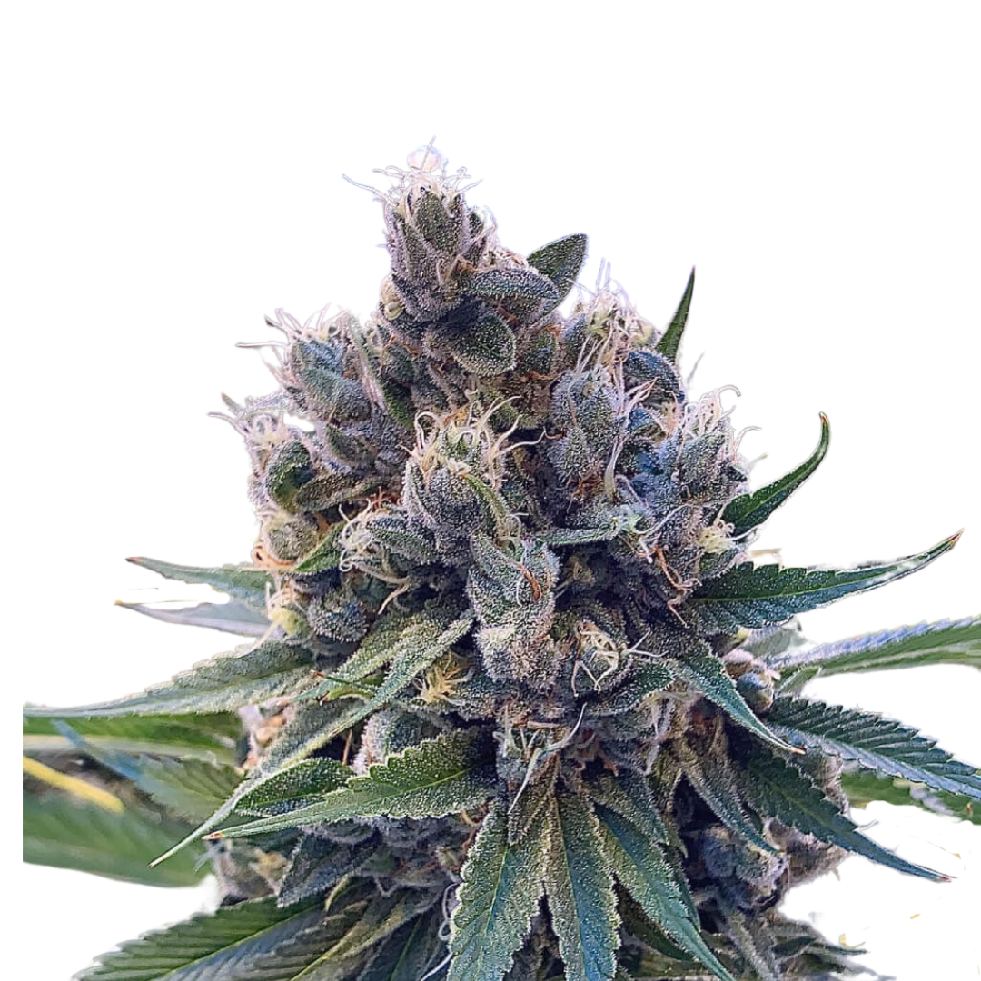 Apple Fritter - feminized