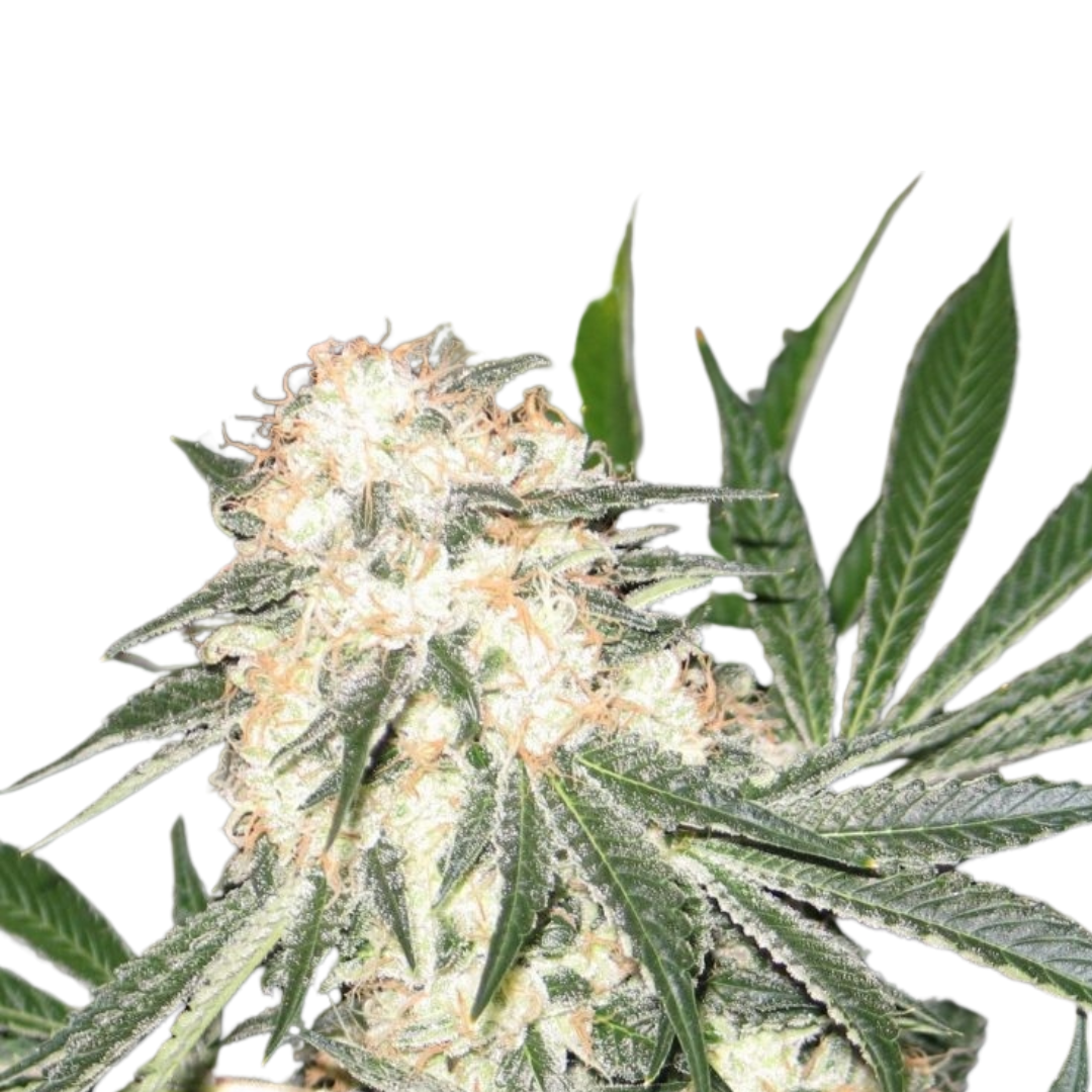 Apple Fritter - feminized