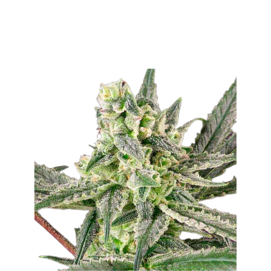 Cherry Cola - USA Originals - feminized