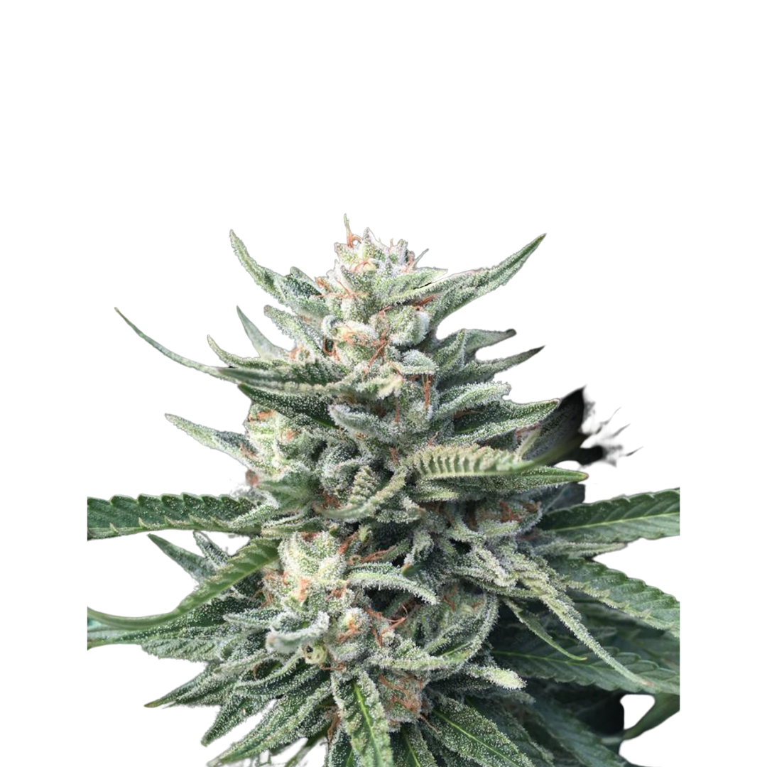 Chocolope Kush - feminized