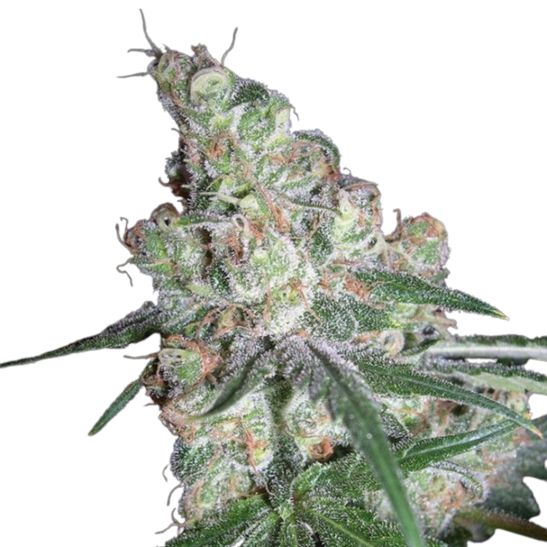 Apple Fritter - feminized