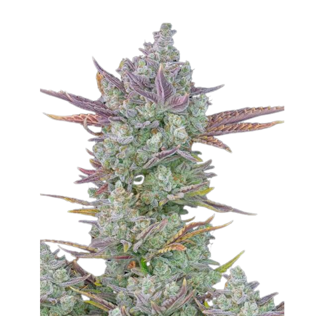 Apple Fritter - feminized