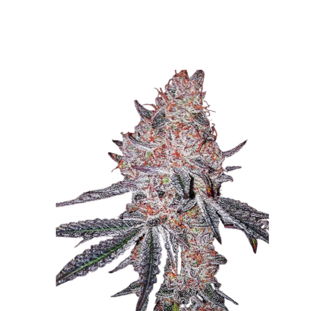 Apple Fritter - feminized