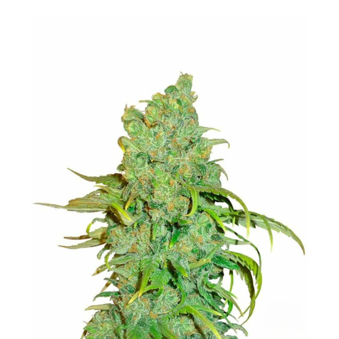 Critical Plus - feminized