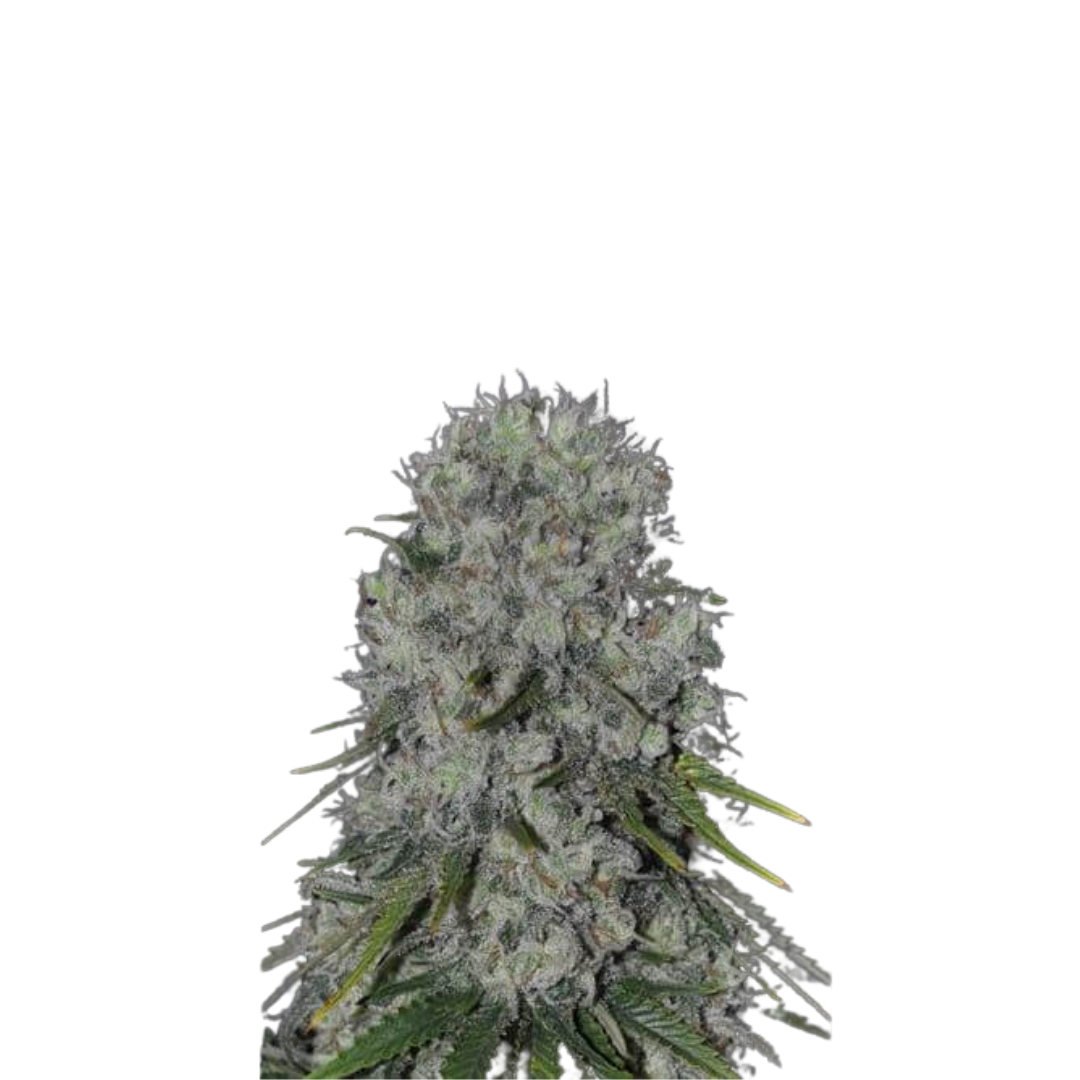 Critical x WW - feminized