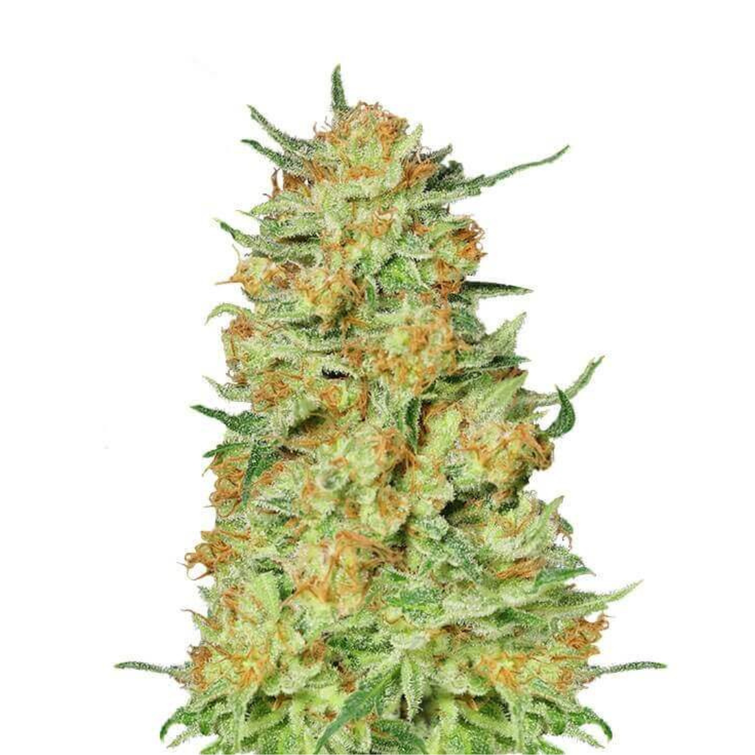 Northern Kush - feminized