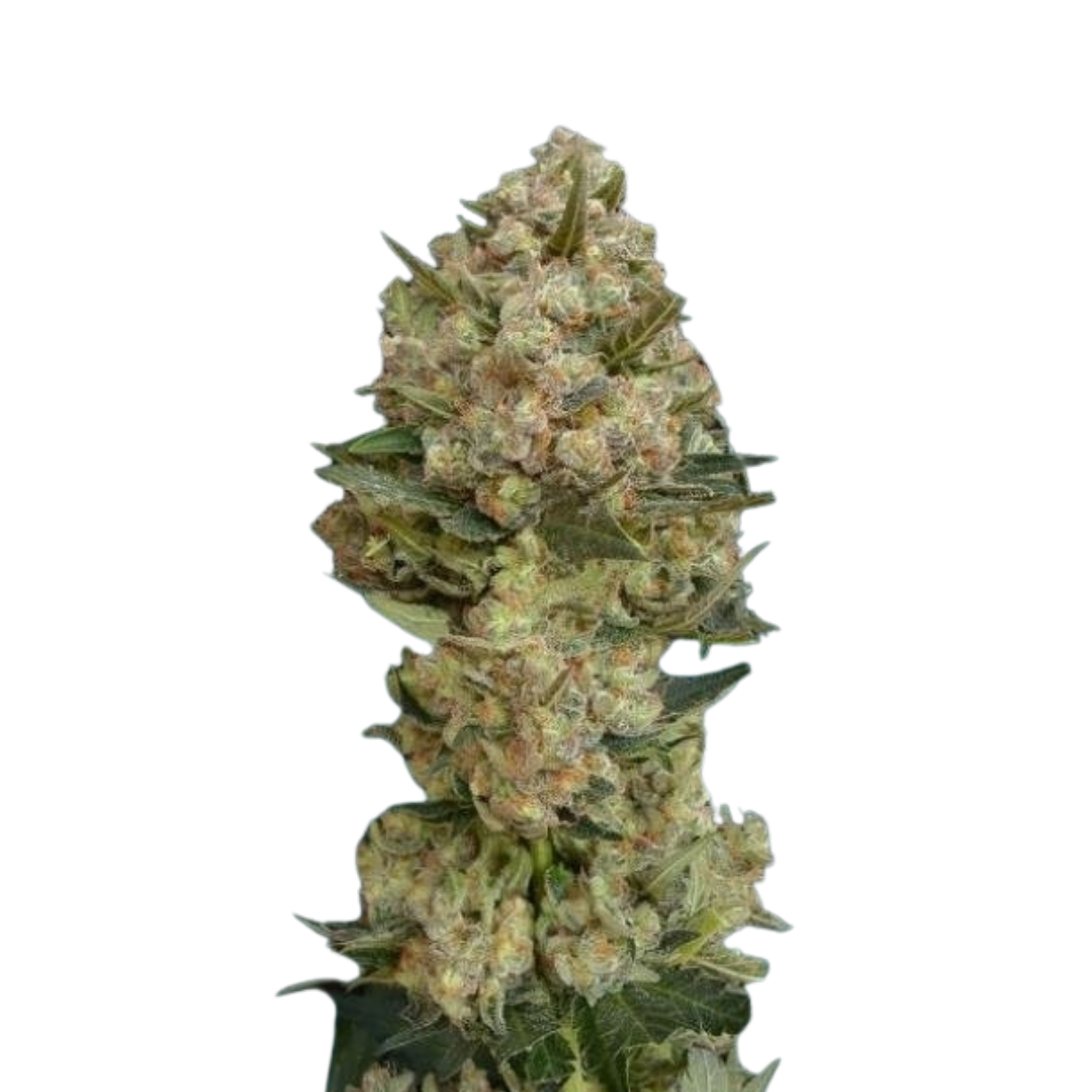 Critical - feminized