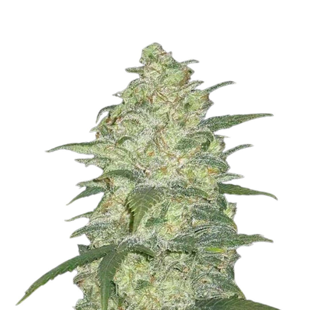 White Widow - Autoflowering