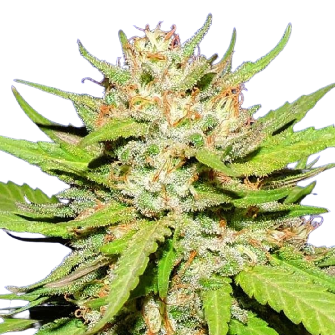 Wedding Cake - feminized