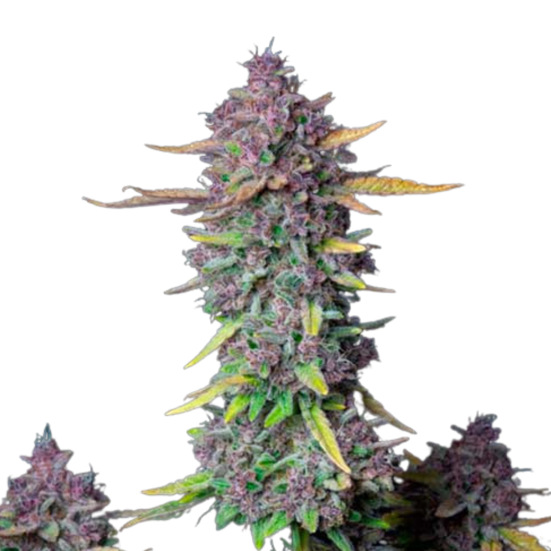 Purple Punch - Autofloreciente