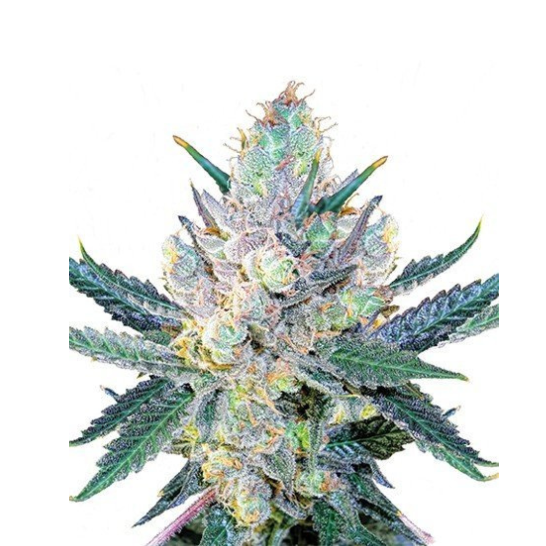 Blue Cheese - feminized