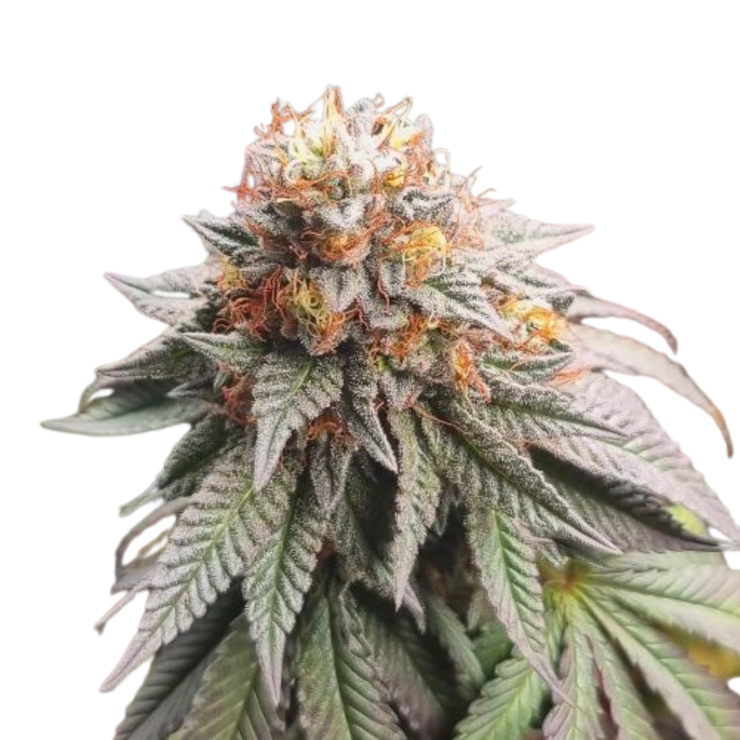 Super Lemon Haze - feminized