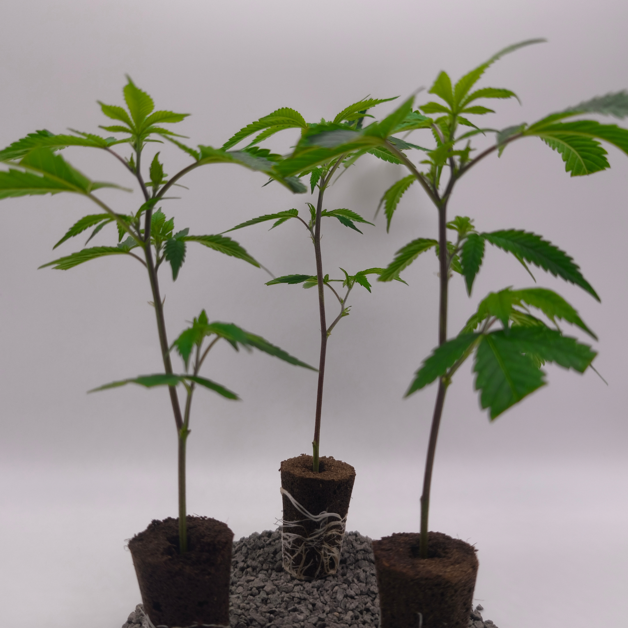 Dos Si Dos x Gelato #33 fem.