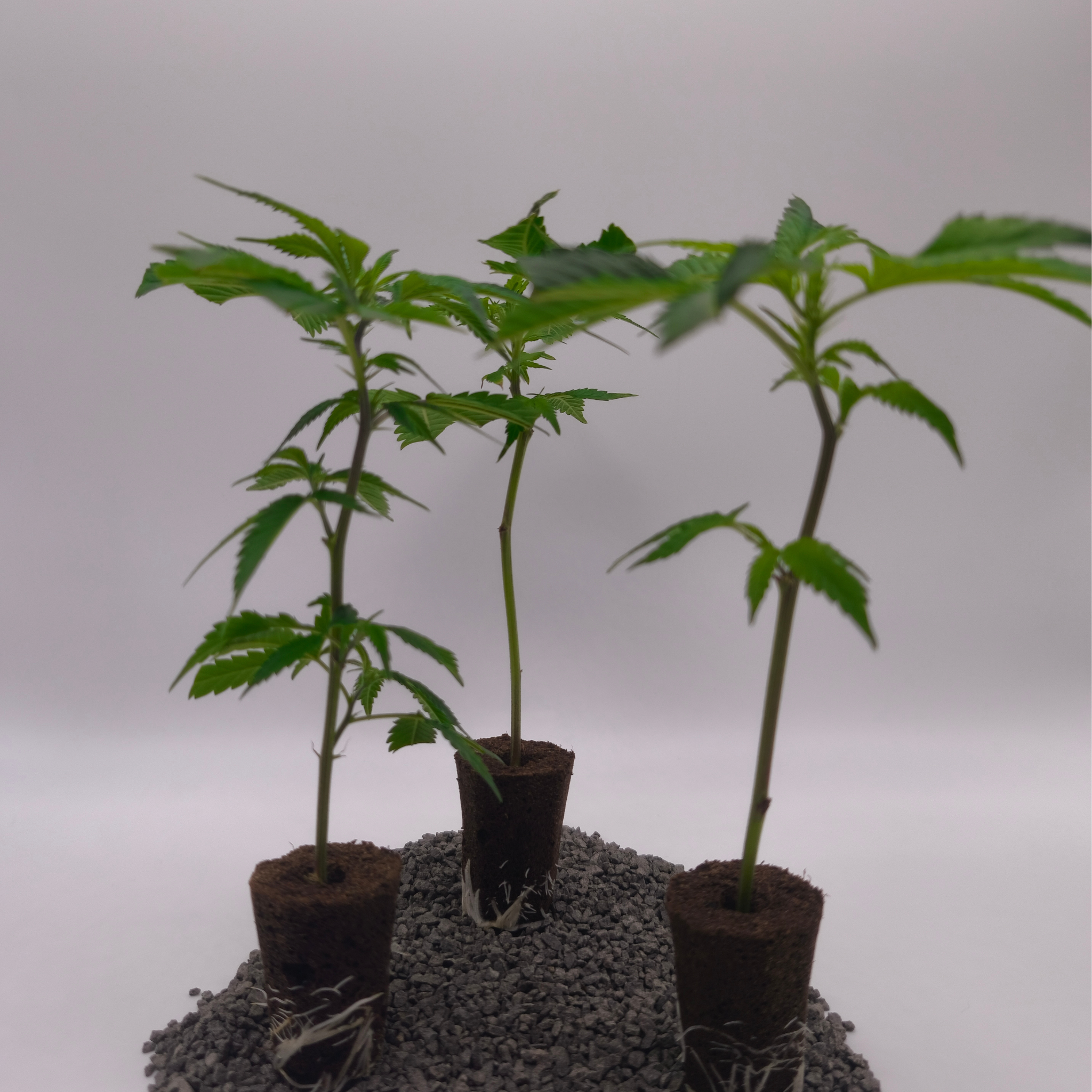 Mimosa X Orange Punch fem.