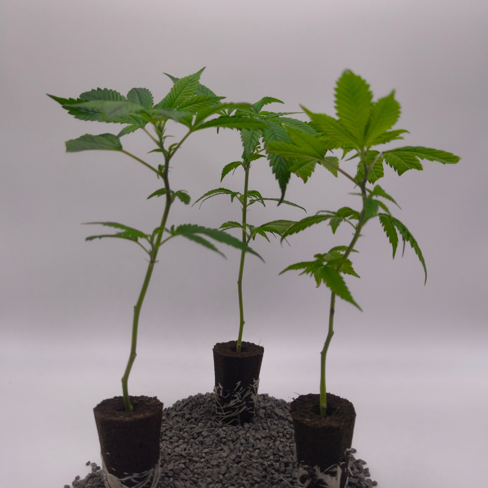 LSD - Original Skunk #1 x Afghan Indica fem