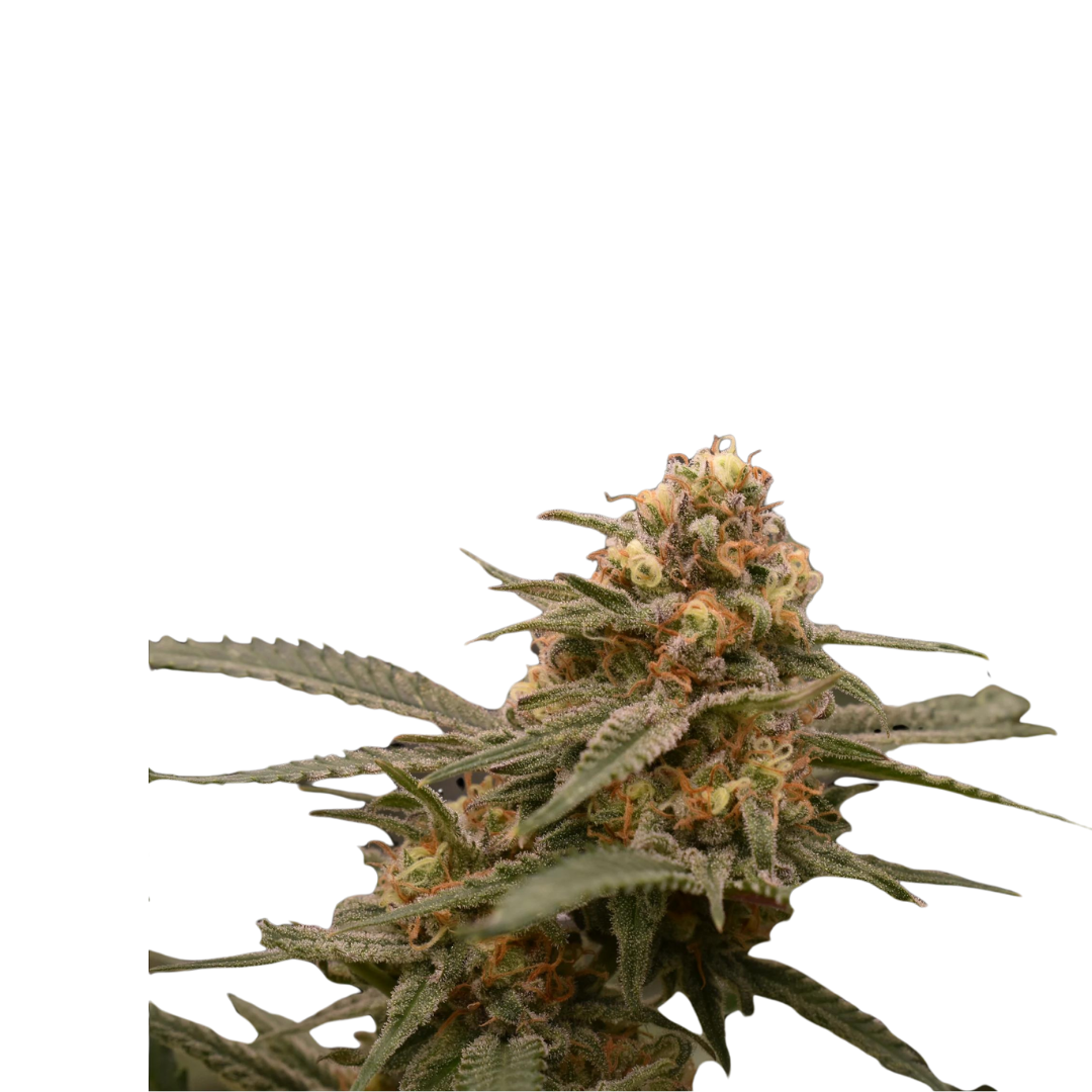 Diesel - feminized