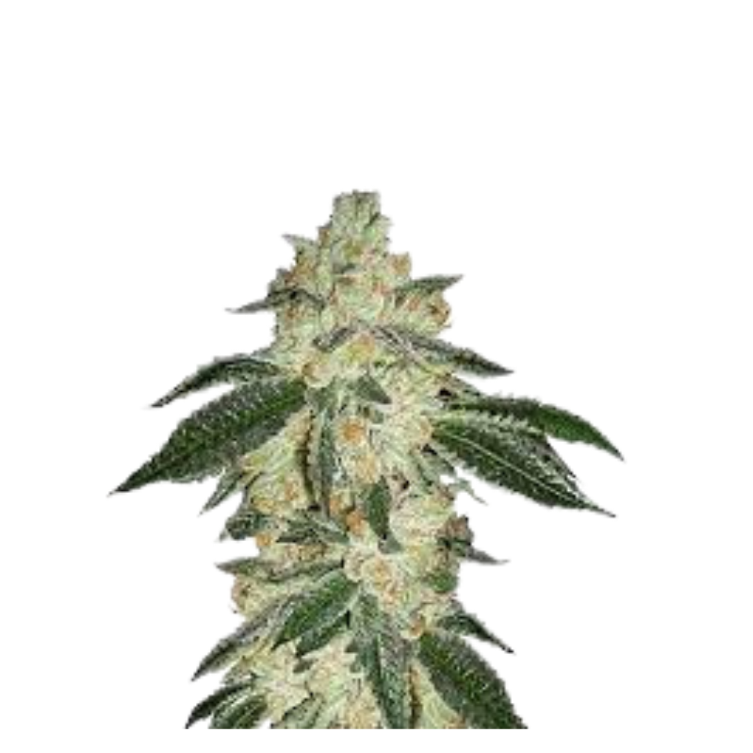 Forbidden Fruit - USA Originals - feminized