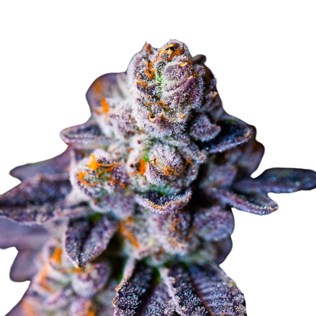 Apple Fritter - feminized