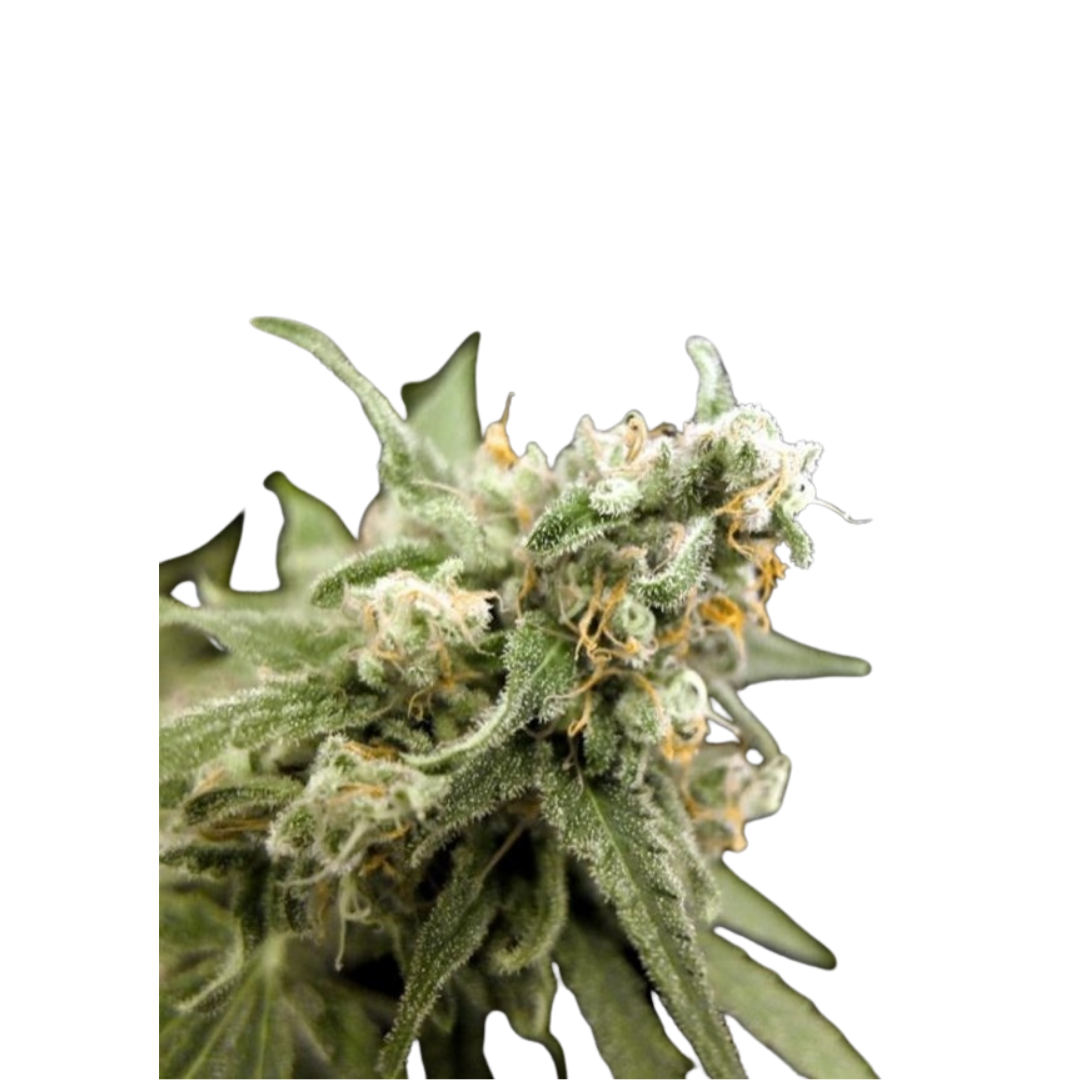 G13 - feminized