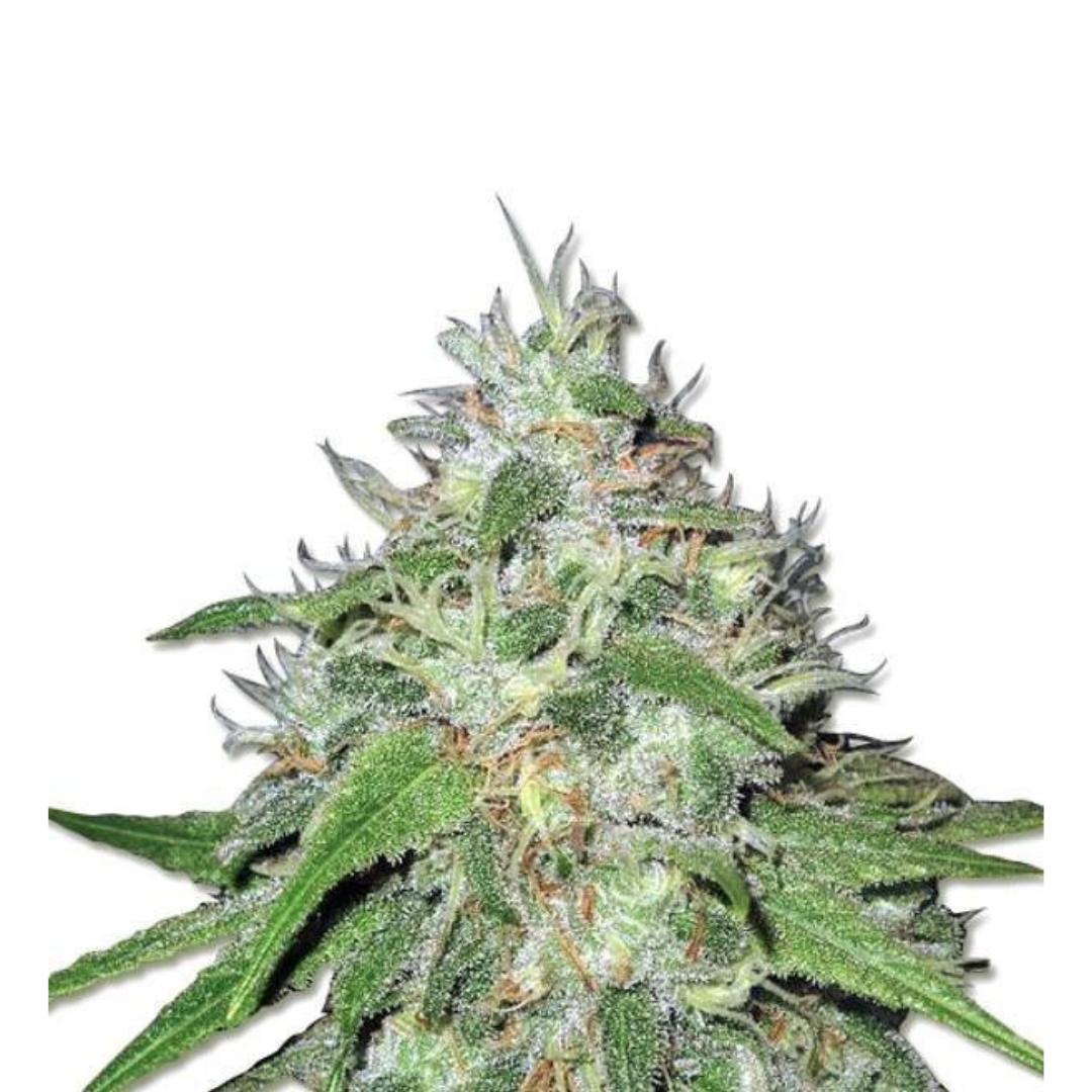 G#33 - feminized