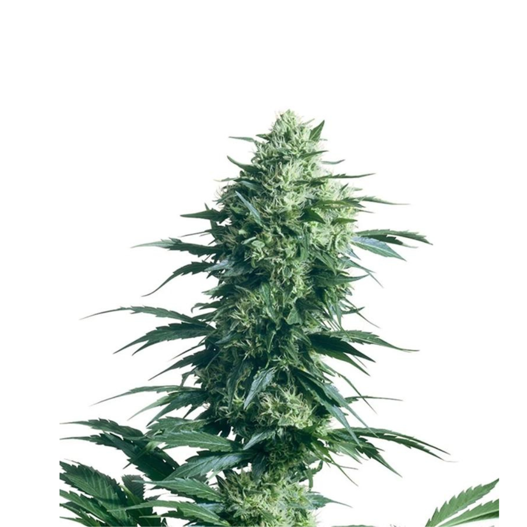 GMO - USA Originals - Autoflower