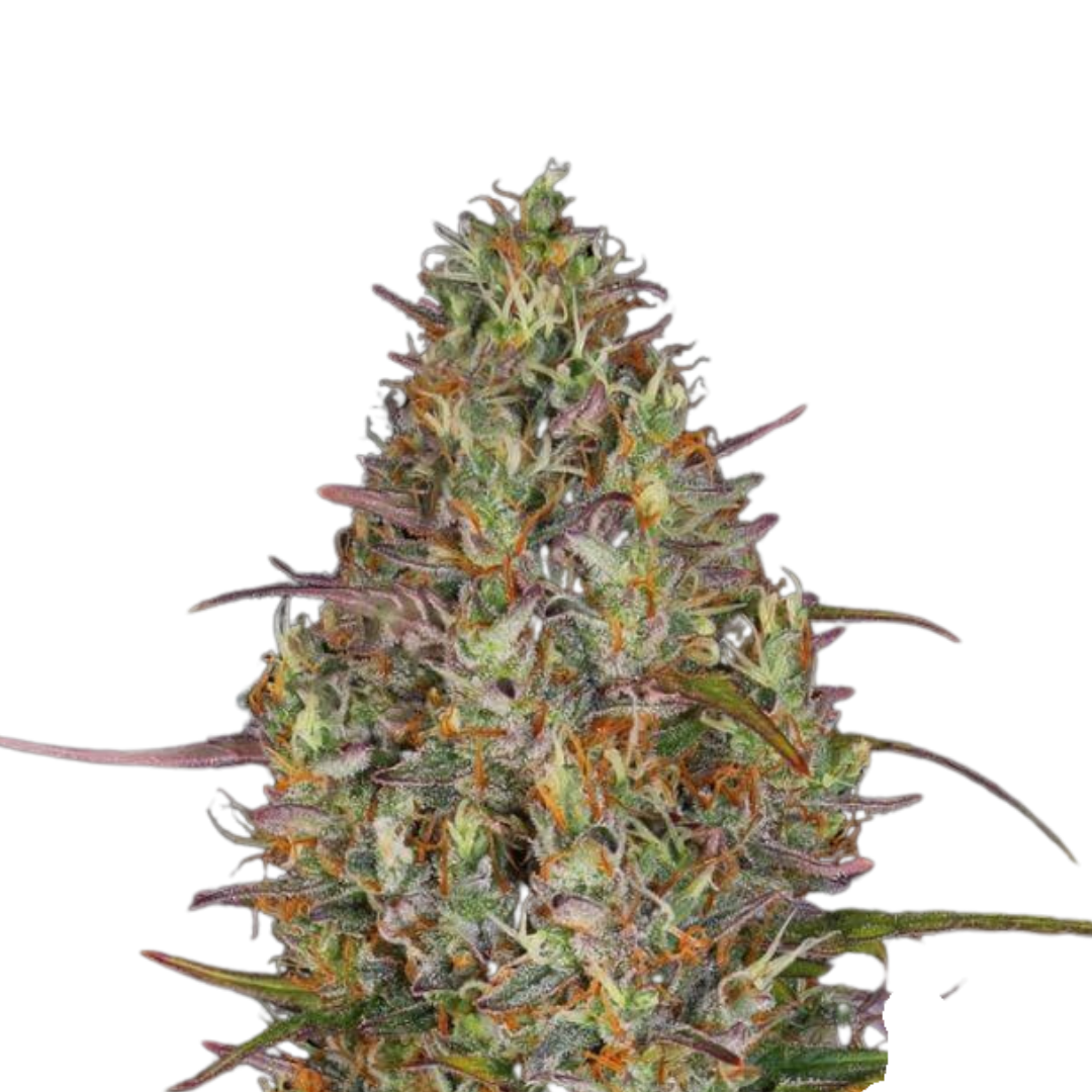 Apple Fritter - feminized