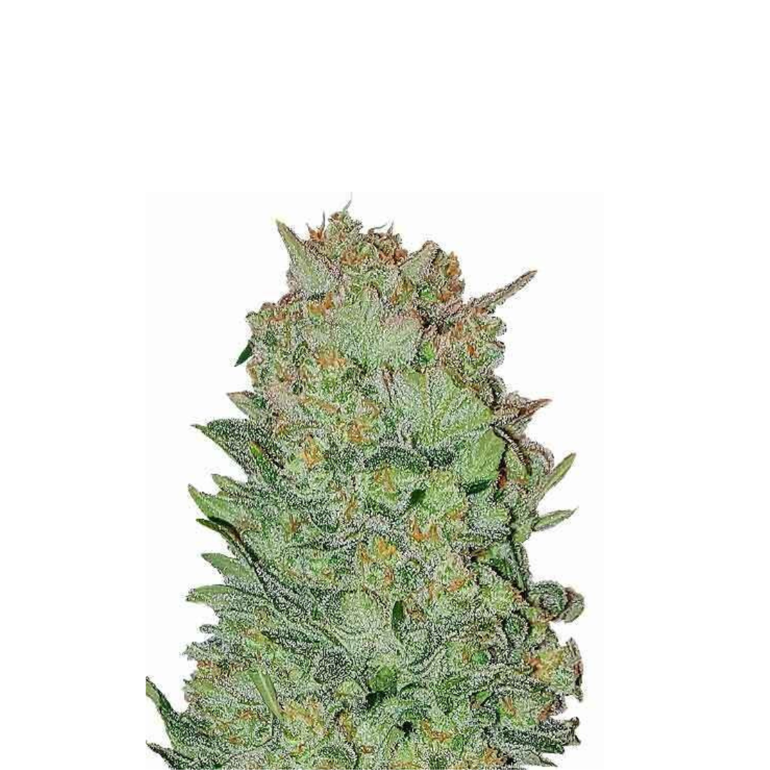 Gorilla Platinum - USA Originals - feminisiert