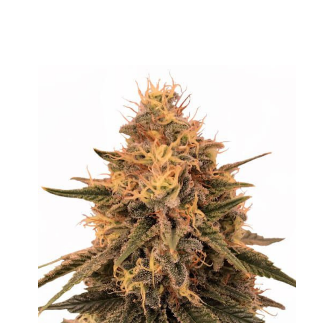 Grape Smoothie - USA Originals - feminized