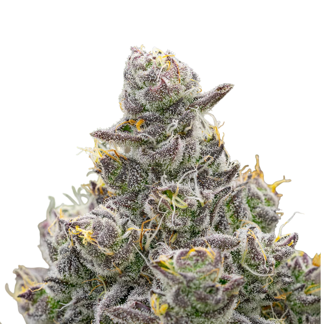 Apple Fritter - feminized