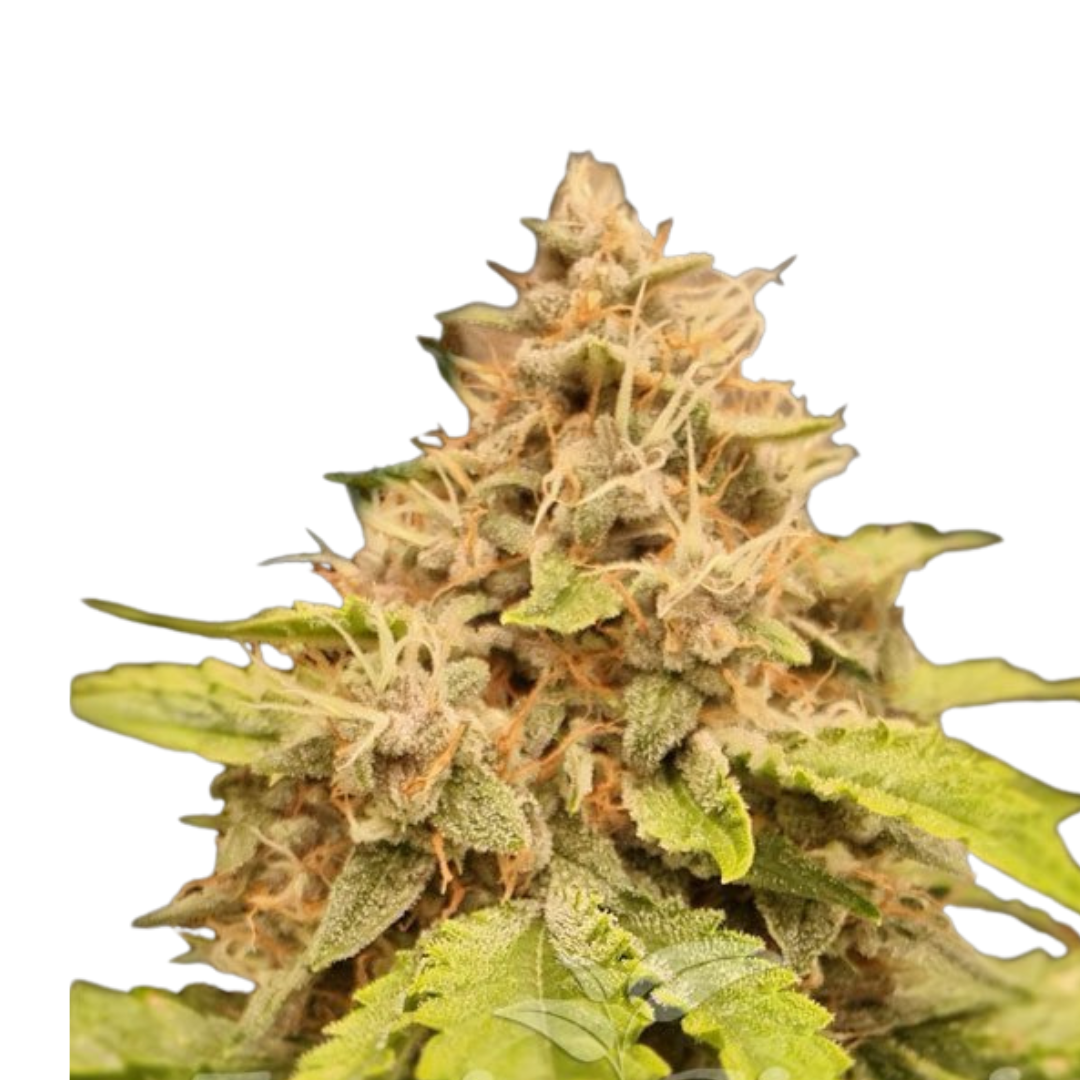 Apple Fritter - feminized