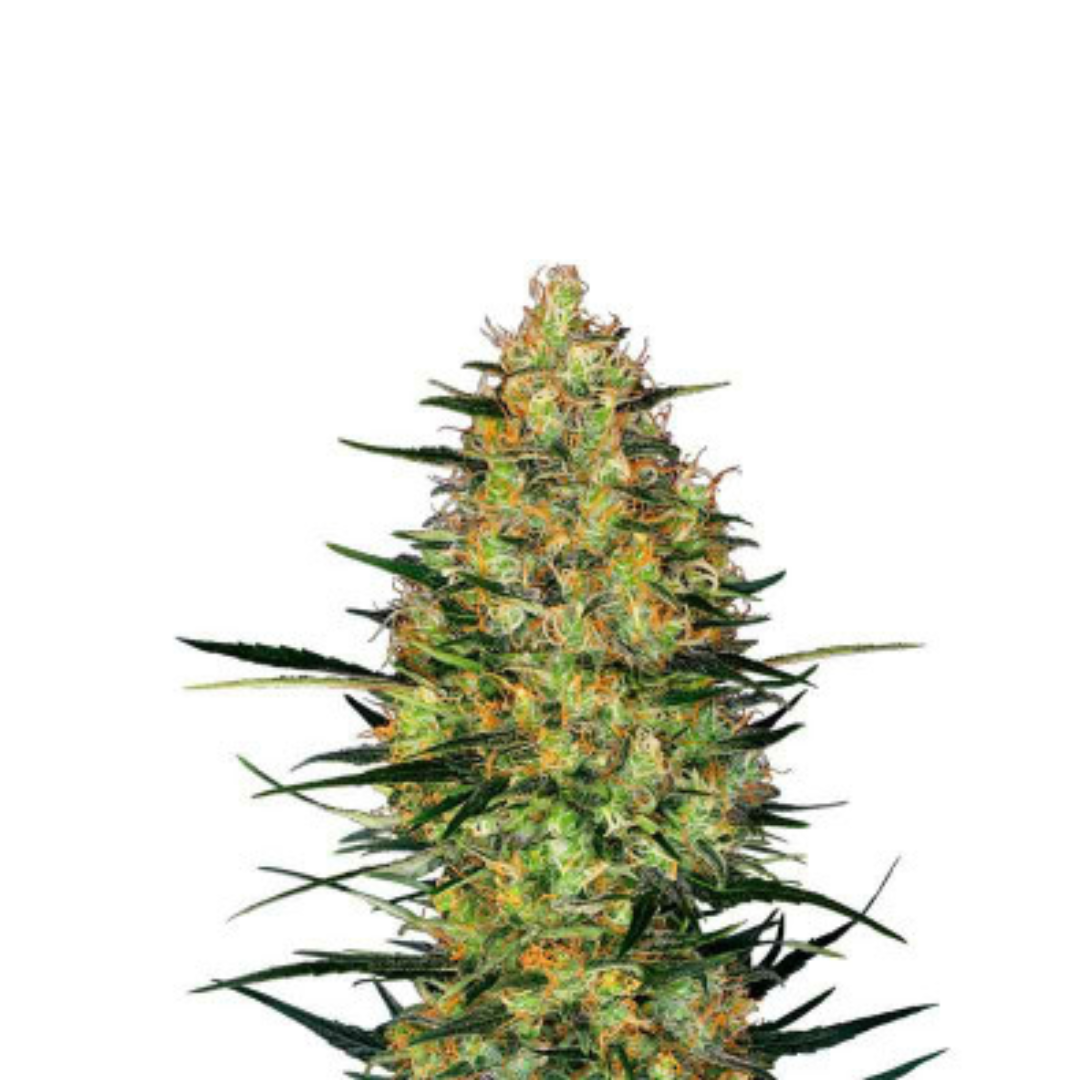 Jack Herer - Autofloreciente