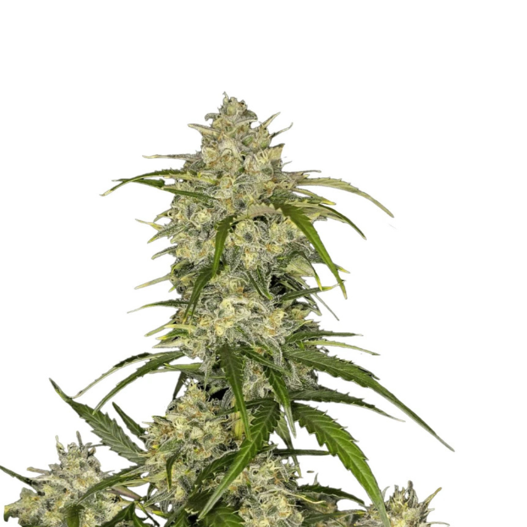 Apple Fritter - feminized